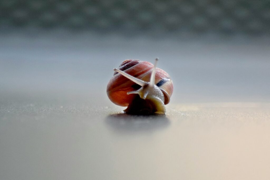 A close-up of a snail on a table