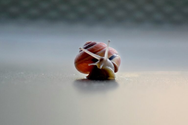 A close-up of a snail on a table
